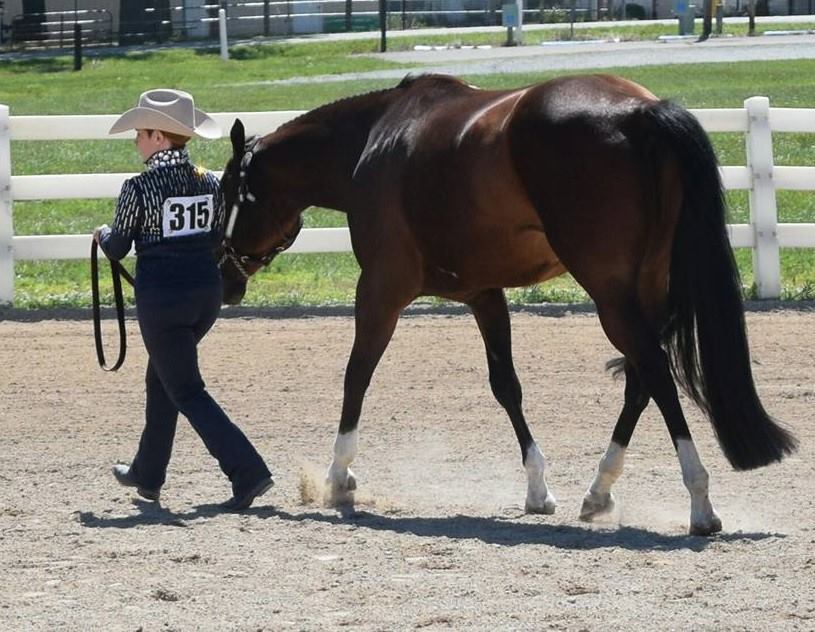 Riding Lessons at Sutton Performance Horses
