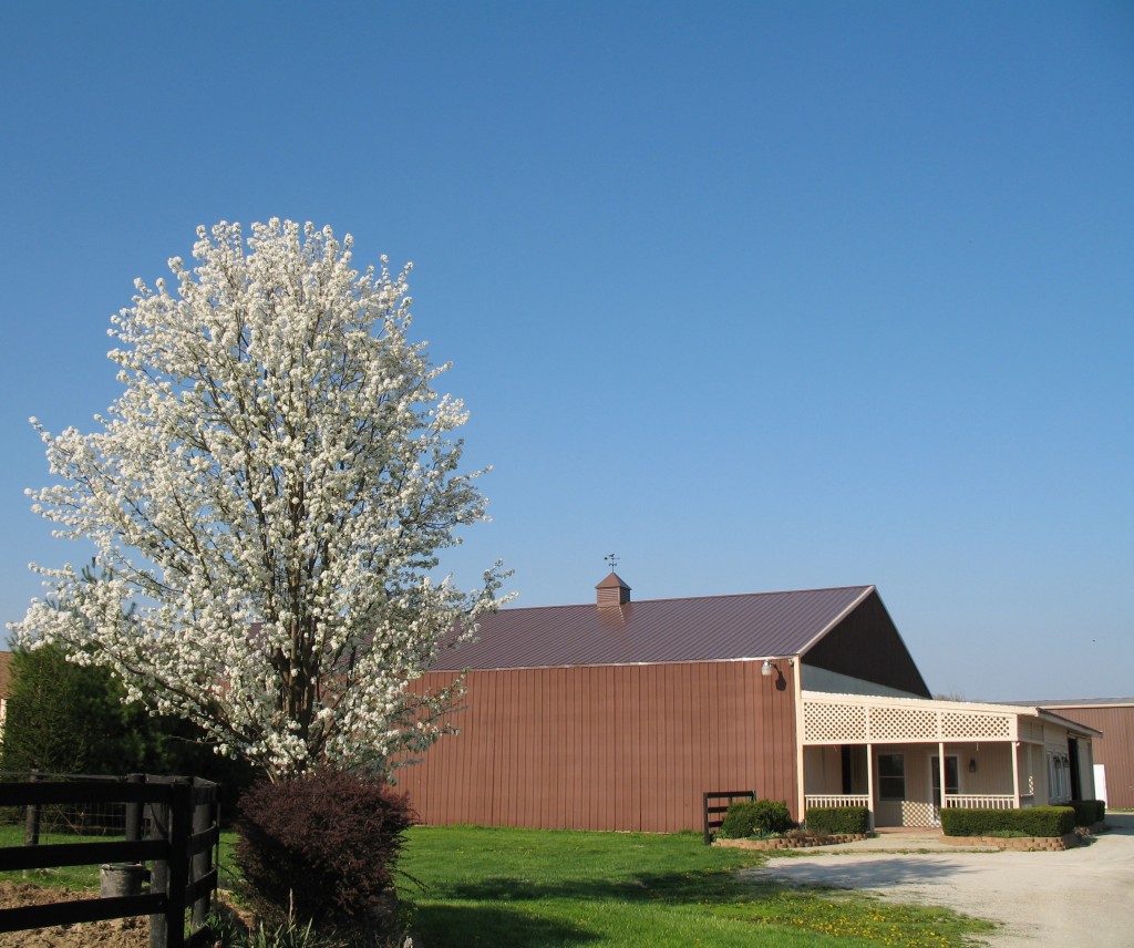 Stall Barn with Flowering Tree