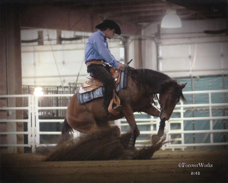 Pinto World Champion